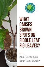 Do You Have Brown Spots On Fiddle Leaf Fig Leaves Here S How To Determine What Is Causing The Brown Spots And How To S Fiddle Leaf Fig Fig Leaf Tree Fig