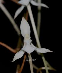 Image result for Aerangis kotschyana