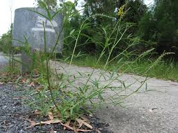 Image result for Crotalaria lanceolata