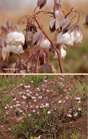 Image result for Trichodesma physaloides