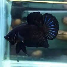 Beli produk cupang betina berkualitas dengan harga murah dari berbagai pelapak di indonesia. Shopee Indonesia Jual Beli Di Ponsel Dan Online