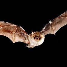 It is very easy for a pest problem to spiral out of control. Holper S Pest Animal Solutions 10 Reviews Pest Control 9223 Gravois Rd Saint Louis Mo Phone Number