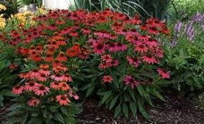 Perennial plants come back year after year. Perennial Flowers Plants And Gardens Garden Design