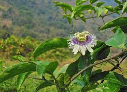 How To Grow Passionfruit Australian Handyman Magazine Passion Fruit Plant Passion Flower Growing Vines