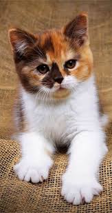 Our daughter is allergic to them :( 1 neutered mal. Free Cats And Kittens Near Me Where Cute Animals In Costumes Video Gatos Bonitos Gatitos Adorables Gatos