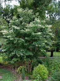 You are bidding on 5 seeds of heptacodium miconioides. Heptacodium Miconioides Seven Son Flower On Plantplaces Com Shade Plants Seven Son Flower Tree Garden Trees