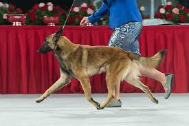 In many ways, the belgian malinois is like the german shepherd, but she's her own breed! Belgian Malinois Dog Breed Information