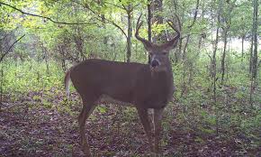 Early Season Bucks | News, Sports, Jobs - Post Journal