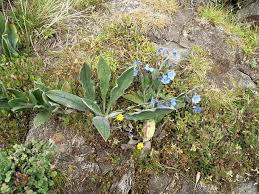 Image result for Cynoglossum coeruleum