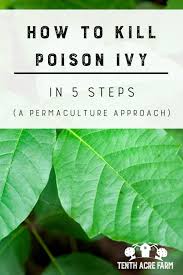 Disinfect your clothing and tools. How To Kill Poison Ivy In 5 Steps Tenth Acre Farm