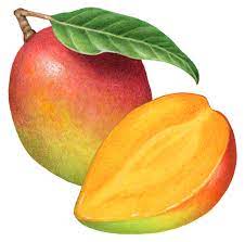 Pin On Tropical Fruit Illustration