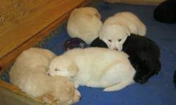 We did not find results for: Rare Breed Shiloh Shepherd Pups For Sale In Barrie Ontario Nice Pets In Canada