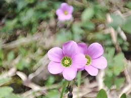 Image result for Marsilea vera