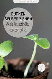 Gurken Richtig Vorziehen Pflegen Und Auspflanzen Gurken Anbauen Gemuse Anpflanzen Garten Bepflanzen