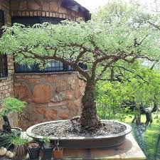 Image result for Acacia afra