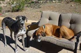 See more of great dane puppies tucson, az on facebook. 3 Commonly Asked Questions Of A Giant Breed Dog Owner Dog Walking Cat Sitting Pet Sitting Tucson Az