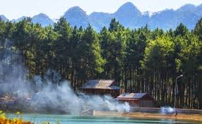 Image result for Rá»ªNG THÃ”NG