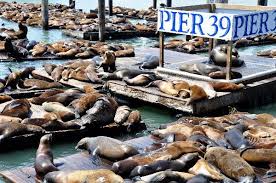 Sea Lions In San Francisco Usa Sea Lion Facts And Information San Francisco Santos