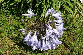 Image result for Agapanthus codii