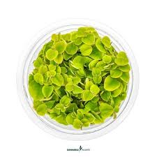 Image result for Phyllanthus pinnatus