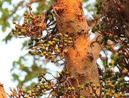 Image result for Ficus sycomorus