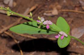 Image result for Pleurolobus gangeticus