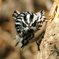 Black And White Striped Bird Feather Black And White Warbler Black And White Ornithology Birds