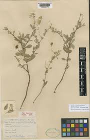 Image result for Volusia resupinata