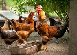 Fortunately, they're not as loud as a barking dog, so most neighbors don't complain about the noise. How To Deal With A Loud Rooster