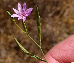 Image result for Epilobium stereophyllum