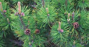 Ciri Ciri Pohon Pinus Gunung (Pinus mugo) Di Alam Liar ...