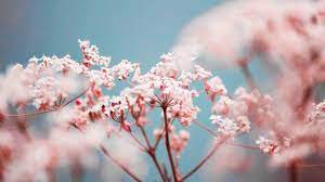 Whether, you like a clean, monochromatic background, inspirational quotes. Aesthetic Floral Desktop Wallpapers Wallpaper Cave