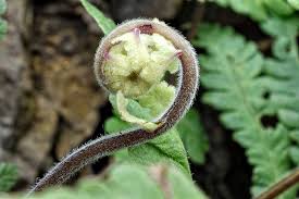 Image result for Christella friesii