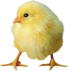 Znalezione obrazy dla zapytania emotikony wielkanocne