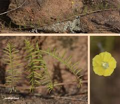 Image result for Xenostegia pinnata