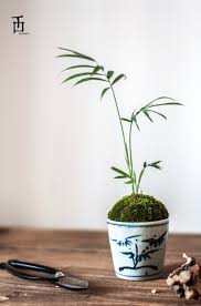 Chamaedorea Elegans