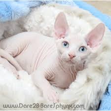 Why buy a kitten for sale if you can adopt and save a life? Sphynx Cat Breeders California Kittysites Com