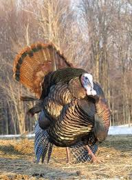 A Wild Turkey Trying To Make Himself Scarce Until Thanksgiving Is Over Pet Birds Beautiful Birds Wild Birds