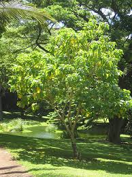 Image result for Cordia