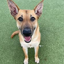 Pasadena Animal Shelter added a...