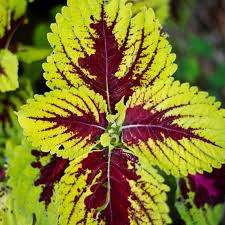 Image result for Coleus guerkei