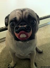 웃긴사진/개사진/개웃김] 강아지 사진 뻐드렁니강아지에 콧구염까지ㅋㅋㅋㅋ : 네이버 블로그