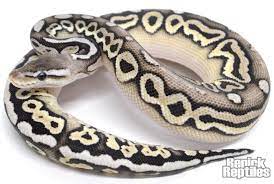 Desert Pewter Ball Python By Renick Reptiles Cute Snake Snake Lovers Ball Python