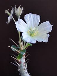 Image result for Monsonia senegalensis