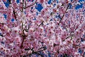 These flowers bloom in spring: 10 Beautiful Pink Flowering Trees Urban Garden Gal