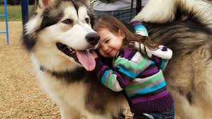 Check spelling or type a new query. Mengenal 7 Fakta Alaskan Malamute Sering Salah Dikira Siberian Husky
