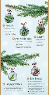 The purposes of this sub are to help one another identify tree species and their diseases/conditions, provide advice and to appreciate photos of especially nice trees. Common Christmas Tree Bugs And How To Get Rid Of Them