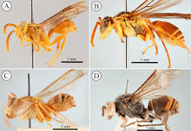 Image result for Disperis sp. nov. aff. bifida