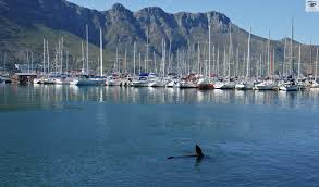 If you book with tripadvisor, you can cancel up to 24 hours before your tour starts for a full refund. Latest Post Fish Market Houtbay Pictures Hooked On Africa Fresh Fish Market Hout Bay Hooked On Africa Fishing Charters Cape Town Book Your Tickets Online For Hout Bay Cape Town Central