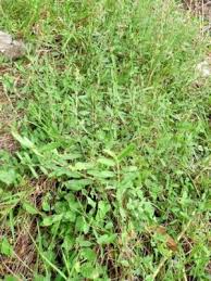 Image result for Alysicarpus